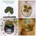 Four Leaf Clover Products