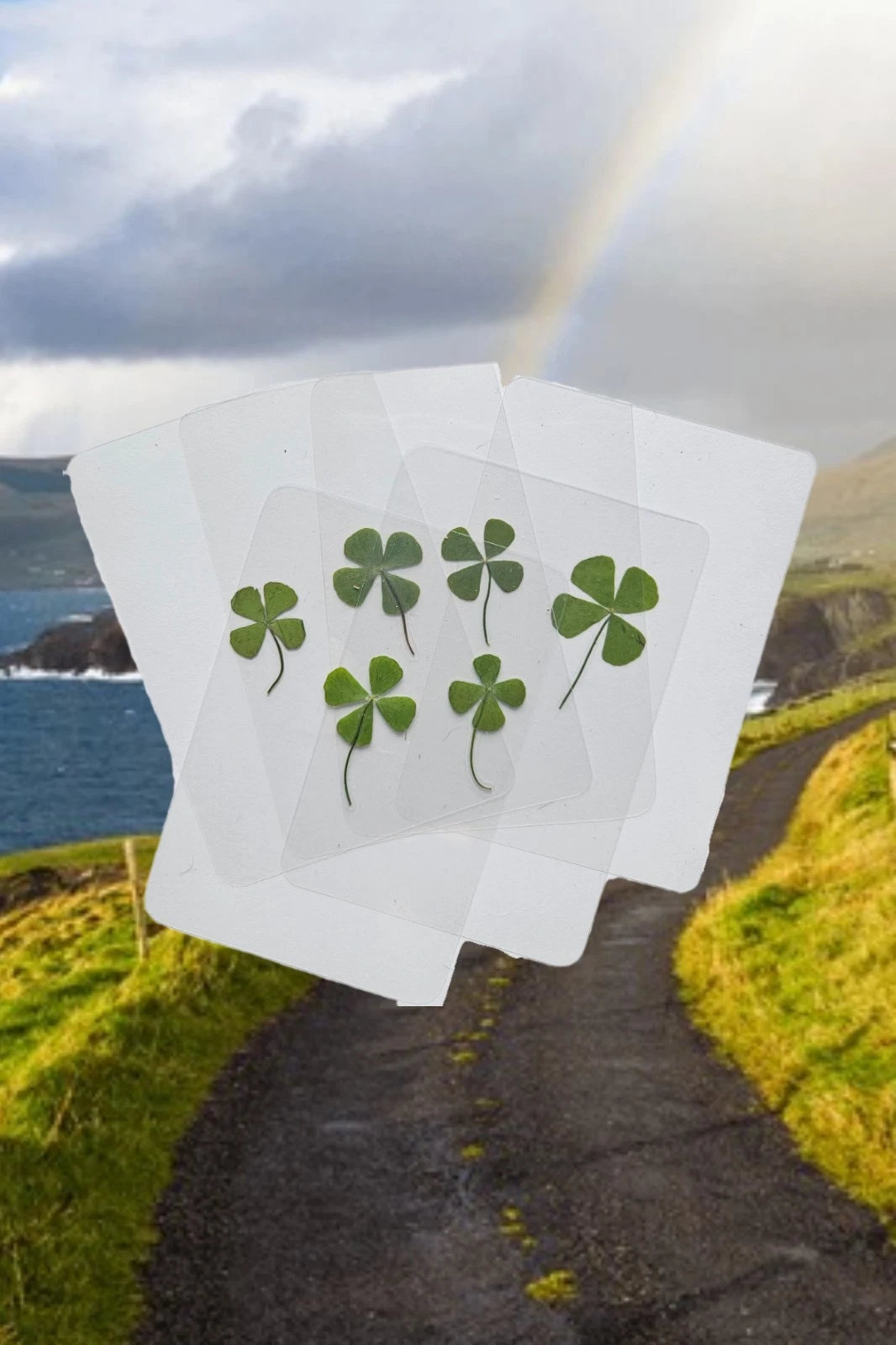 Authentic Four Leaf Clovers